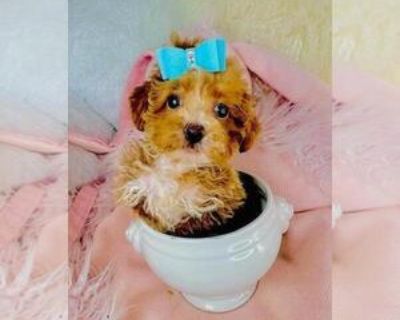 9 Weeks Old * Size at Maturity: Small * Availability Date: 10/09/2025 * Shipping Area: Nationwide * Payment Method: Paypal, Escrow Service, Credit Cards, Cash *. I can hand deliver to your home or hotel for a low fee. Puppies start at $1550 and up. Teacup and Toy poodles I can hand deliver for a low fee. Adorable litter of Maltese Puppies. Males and Females Teacups and Tiny toys with baby doll ...