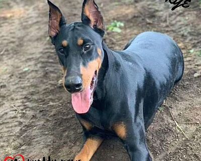 Skye (Courtesy Post) - Doberman Pinscher Female Dog for Adoption