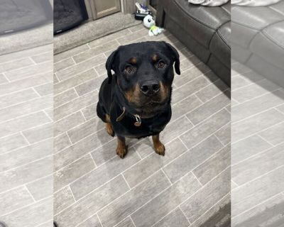 Motley/Referral - Rottweiler Male Adult Dog for Adoption