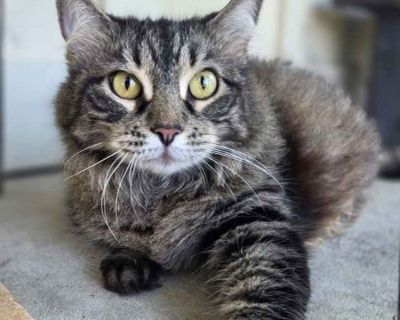 Adult. Gray, blue or silver tabby. Hair: short. Microchipped. This baby's owner had sudden medical issues and had to go into assisted living having to leave her behind. A neighbor did what they could to care for her, and we were able to get her to safety. She is a sweetheart and loves attention and to be brushed!!!! She does have some catitude, but what big girl doesn't?! She is obese (14lb and...