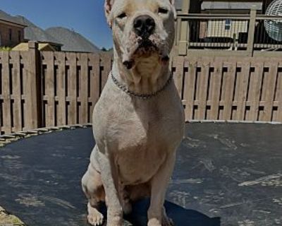 Toro - Dogo Argentino Male Dog for Adoption