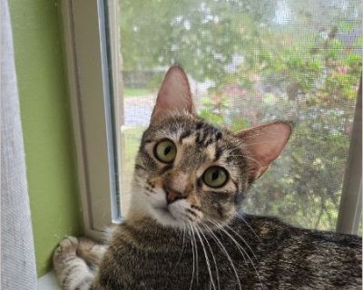 Florence - Female Kitten American Shorthair for Adoption