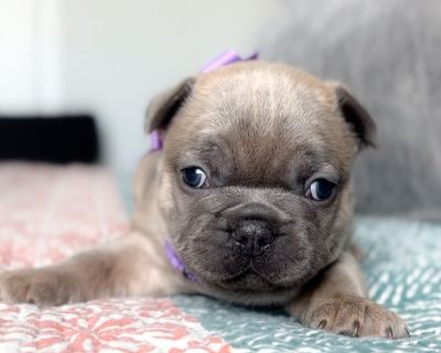 Peacock Blue Fawn - Female Blue and Cream French Bulldog Puppy for Sale
