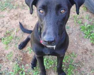 Bonnie - Labrador Retriever Female Puppy for Adoption