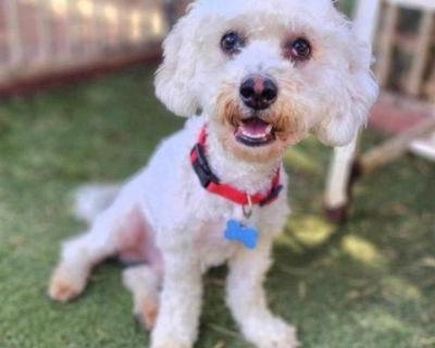 Jack- Chino Hills Location - Maltese & Poodle Mix Male Dog for Adoption