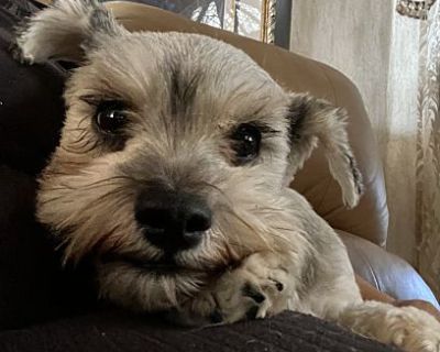 Penny - Miniature Schnauzer Female Dog for Adoption