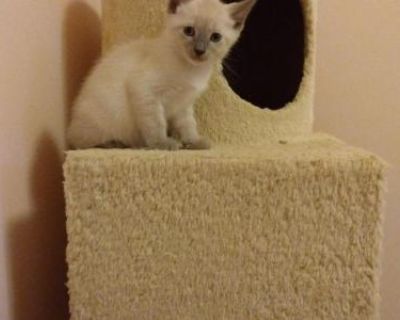 Zarah's Siamese Kittens - Siamese Female Kitten For Sale