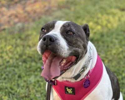 Moo - American Bulldog Mix Female Dog for Adoption