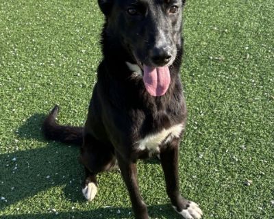 Layla - Border Collie Mix Female Dog for Adoption