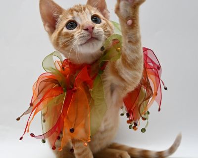 Wakko is a bright and energetic 3-month-old orange kitten with a playful spirit and a loving personality. He s curious about everything, quick to explore, and always ready to turn any moment into a game. Despite his playful energy, Wakko also has a very sweet side. He enjoys being close to people, soaking up affection, and settling in for quiet moments when playtime is over. His cheerful nature...