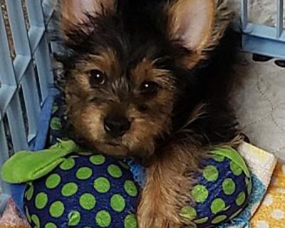 Nolan - Yorkie, Yorkshire Terrier Male Puppy for Adoption