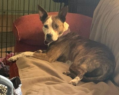 Bea - Australian Cattle Dog / Blue Heeler Mix Female Dog for Adoption