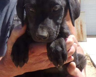 OTF PUPS E - Labrador Retriever Male Puppy for Adoption