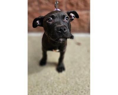 Thelma - American Pit Bull Terrier/Mixed Breed (Medium) Mix Female Dog for Adoption