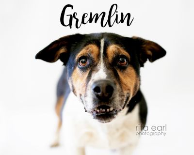 Gremlin - Corgi Mix Male Dog for Adoption