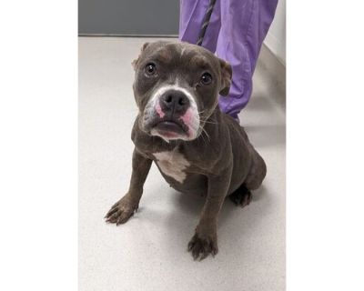 Haunted House 9 - American Pit Bull Terrier/Mixed Breed (Medium) Mix Female Dog for Adoption