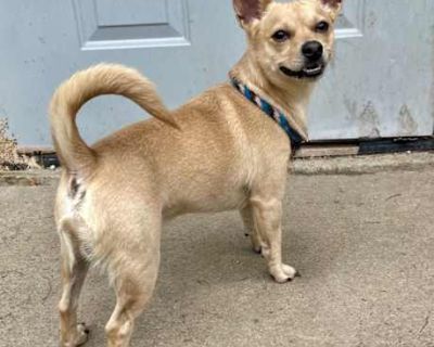 Chewy - Chihuahua/Terrier (Unknown Type, Small) Mix Male Dog for Adoption