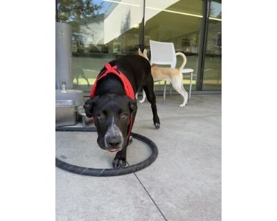 MADDY - Labrador Retriever Female Puppy for Adoption