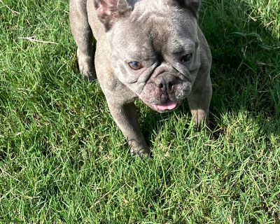 French bulldog Ava - French Bulldog Female Dog for Adoption