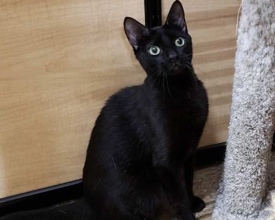 Cyrus - Domestic Shorthair Male Cat for Adoption