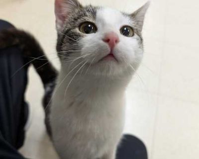 Monroe - Domestic Shorthair Male Cat for Adoption