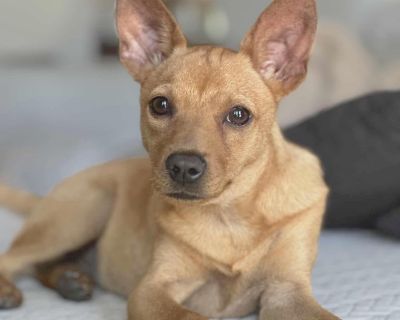 Cardamom is a 4 month old, 11 lb female Chihuahua mix. Cardamom is currently located in South Texas and will be transported to her new home after adoption. Cardamom, or Cardi, is small, sassy and cuddly as heck! She really enjoys being around people, getting loved on and giving puppy kisses. She can be a little shadow, but that is often typical for puppies. She does love her foster momma! She s...