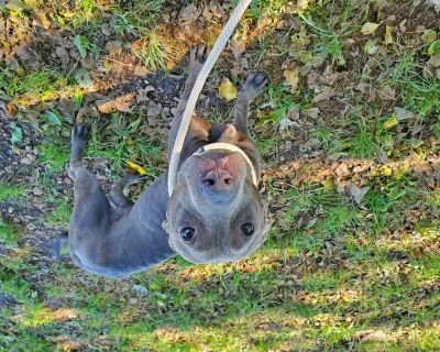 Twix is a 1-year-old Pit Bull Terrier looking for her furrever home! Twix can be shy at first, loving any attention that she gets but a little nervous about asking for it. She has a gentle soul and prefers to lay at your feet and ask for some kisses with a light headbutt instead of any barking or jumping, but she's still just as loving as you could ever want! Even though she's so polite, once s...