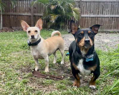 Bonded Pair Lucy & Ricky - Dachshund & Miniature Pinscher Mix Female Dog for Adoption