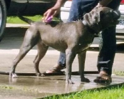 Joseph Broadneax - American Bulldog/American Staffordshire Terrier Mix Male Dog for Adoption