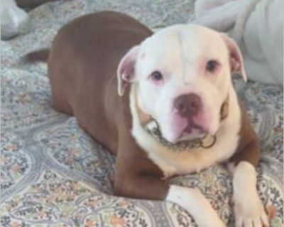 Cookie - Pit Bull / American Staffordshire Terrier Female Puppy