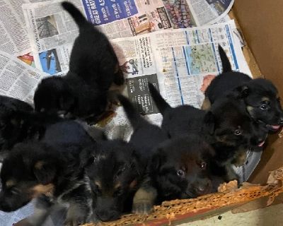 CKC REGISTERED GERMAN SHEPHERD PUPS