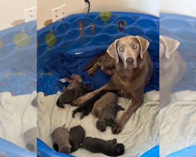 Litter of 7 - Labrador Retriever Male Puppy for Sale