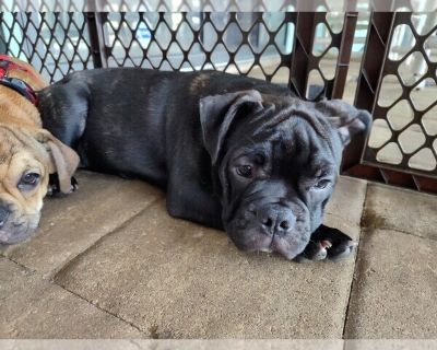 Dexter - French Bulldog Male Puppy for Adoption