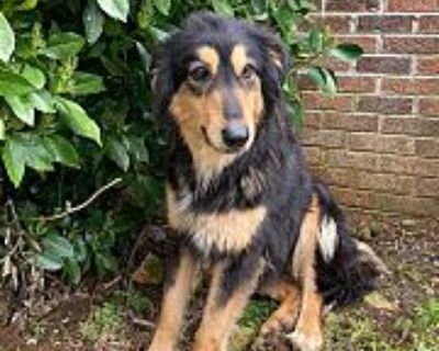 Juniper - Collie/German Shepherd Dog Mix Female Dog for Adoption