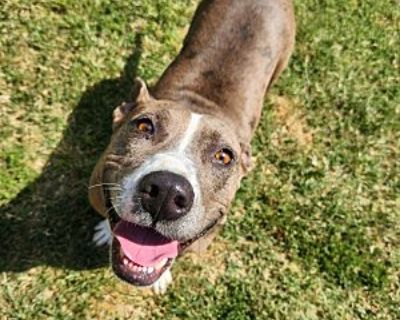 Stevie - Catahoula Leopard Dog Female Dog for Adoption