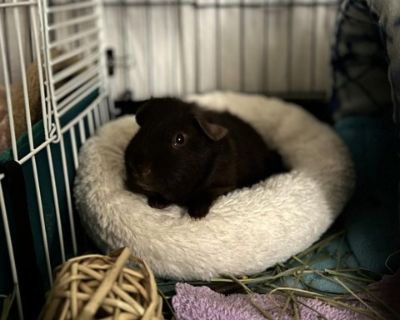 Coco - Guinea Pig Male for Adoption