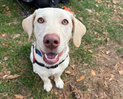 Meet Miriam, a 6-month-old, 23-pound cutie with the head of a Labrador and the body of a Dachshund - a one-of-a-kind combo that makes her as adorable as she is charming. Miriam is a happy, energetic puppy who loves making new friends. She's friendly with everyone she meets and would happily become best buddies with every person she sees. She gets along well with other dogs and even met a cat in...