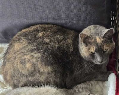 Jasper - Tabby Female Cat for Adoption