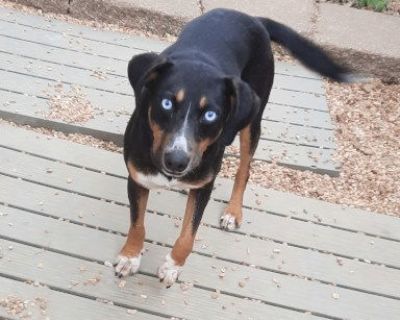 Opie - Australian Kelpie & Husky Mix Male Dog for Adoption