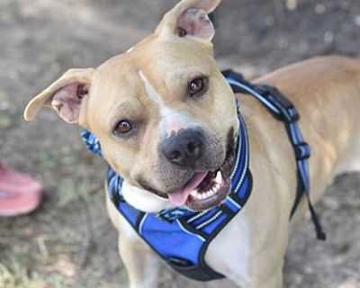 CAPTAIN - American Staffordshire Terrier Male Dog for Adoption