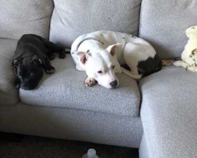 Khloe rose - American Pit Bull Terrier Female Dog for Adoption