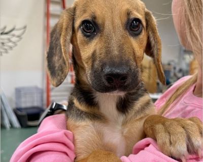 Meet Lilac! Lilac is an adorable Beagle/Lab mix with a heart as big as her floppy ears! She's the perfect blend of playful energy and gentle affection - always ready for a cuddle, or a good belly rub. If you're looking for a sweet, affectionate pup who will fill your days with love and laughter, Lilac is your girl! %9D%A4 %8F Apply to adopt Rosie at projecthopearf.org