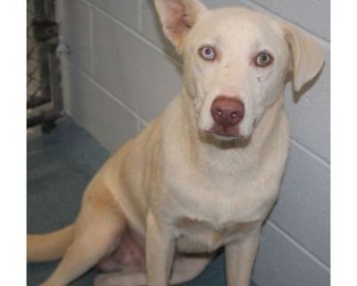 Percy - Labrador Retriever/Mixed Breed (Medium) Mix Male Dog for Adoption