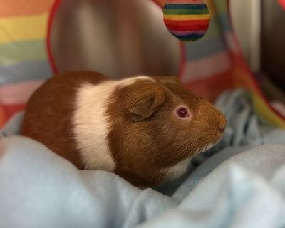 Roxy - Guinea Pig Female for Adoption