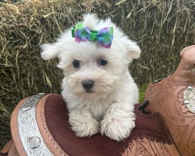 TEDDY - Maltese Male Puppy for Sale