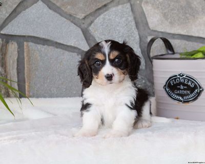 Max - 7 Weeks Male Cavachon Puppy for Sale