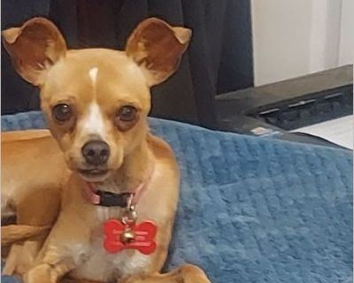 Dream - Female Puppy Chihuahua for Adoption