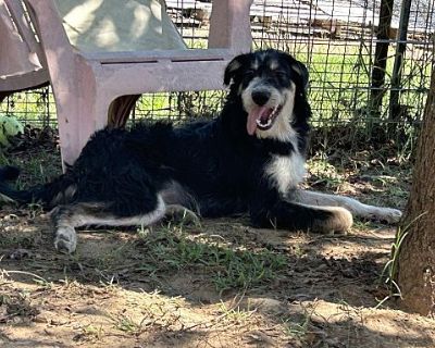 Rascal - Poodle (Standard) Male Dog for Adoption