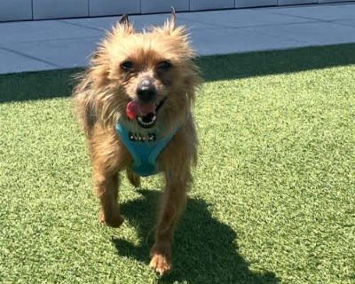 Jax - Yorkie, Yorkshire Terrier Male Dog for Adoption