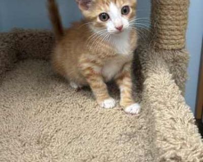 Emerson - Domestic Longhair Male Cat for Adoption